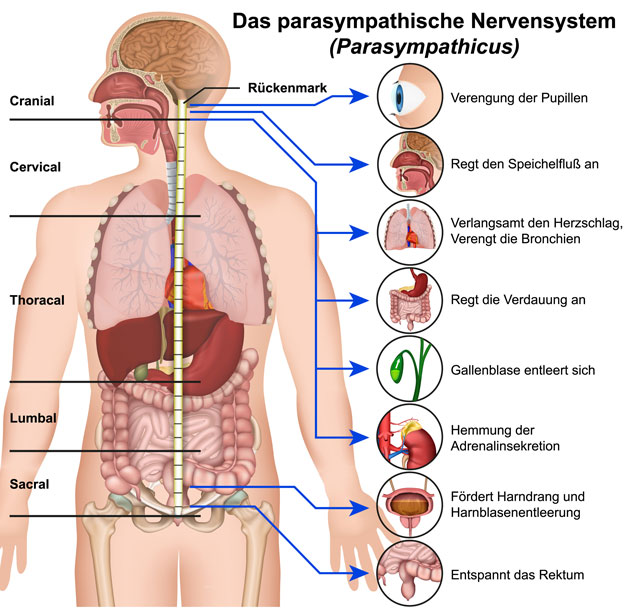 VNS-Analyse VNS = Vegetatives Nervensystem · Medizinisches Versorgungszentrum - Dr. Ghiassi und Kollegen, Dortmund